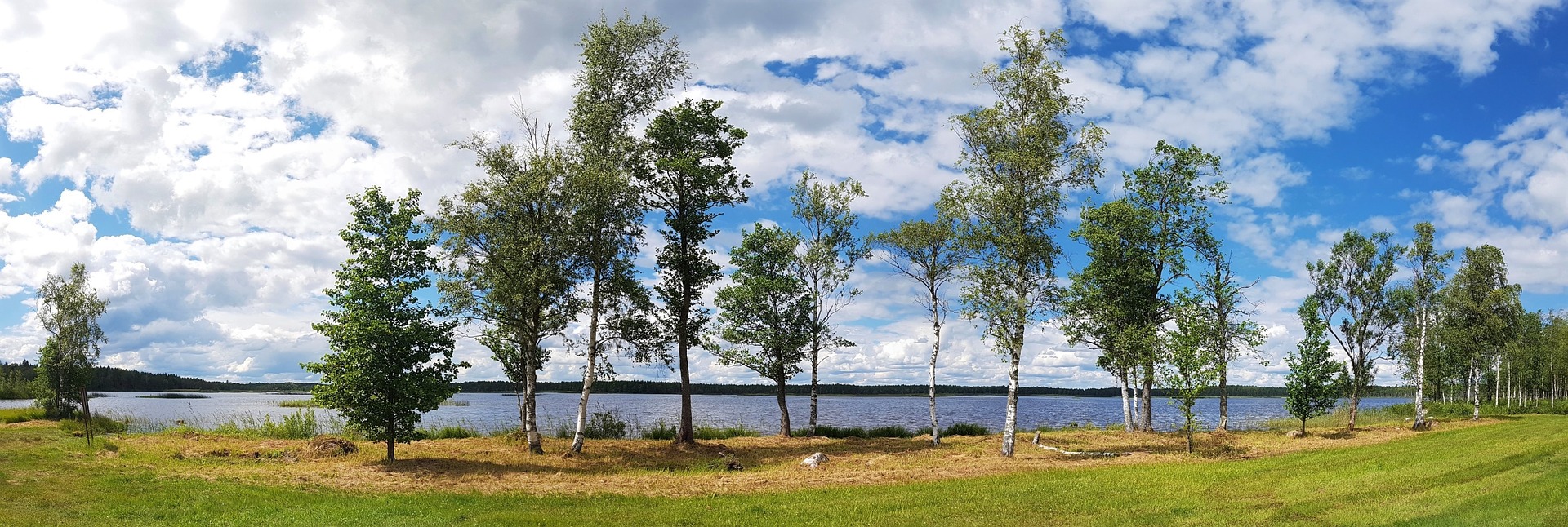 picture of trees by a lake