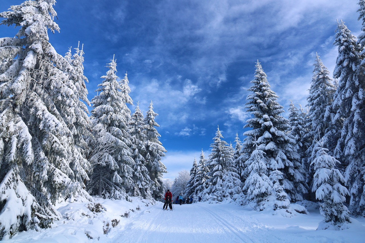 talvi, lunta, ihmiset hiihtävät