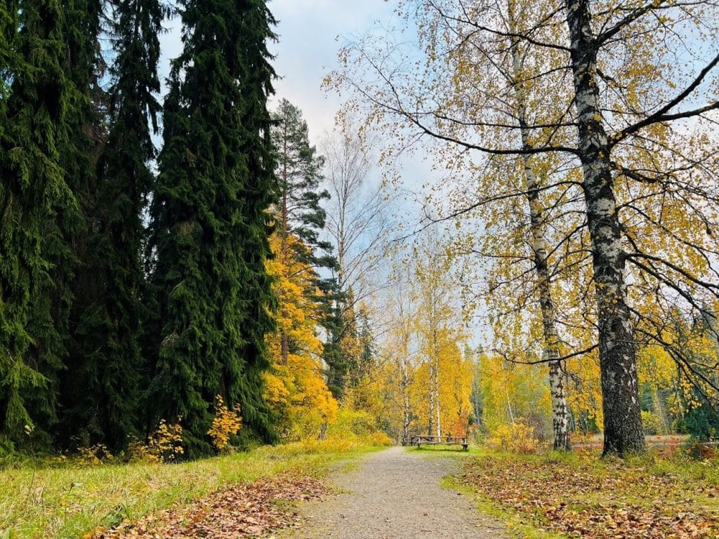 A quiet gravel track curves between tall spruces and slender birches, golden leaves scattered underfoot and a small bench near the bend, an easy place to pause and breathe.