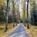 A forest landscape with a road, trees, and grass along the sides of the road. The sun is shining.