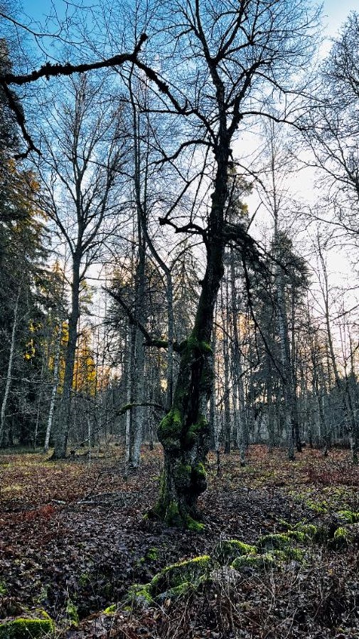 A gnarled, moss‑covered trunk surrounded by leafless birch and spruce; cold blue sky and low sun filtering through branches.